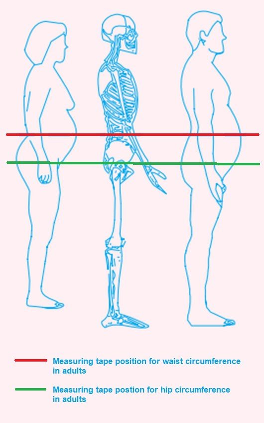 Measurement guide showing how to measure waist circumference at the narrowest part of torso above navel, and hip circumference at the widest part of buttocks. Stand straight with feet together, keep tape parallel to floor and snug but not tight.